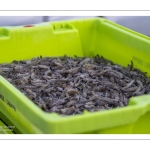 Le retour des pêcheurs au port du Hourdel