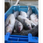 Le retour des pêcheurs au port du Hourdel