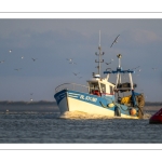 Le retour des pêcheurs de crevettes grises