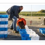 Le retour des pêcheurs de crevettes grises