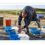 Le retour des pêcheurs de crevettes grises