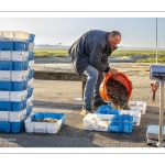 Le retour des pêcheurs de crevettes grises