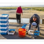 Le retour des pêcheurs de crevettes grises