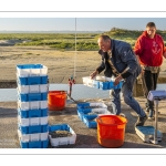 Le retour des pêcheurs de crevettes grises