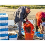 Le retour des pêcheurs de crevettes grises