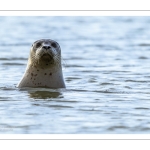 Phoque veau-marin (Phoca vitulina)