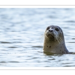 Phoque veau-marin (Phoca vitulina)