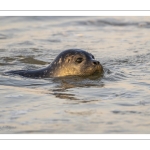 Phoque veau-marin en baie de Somme