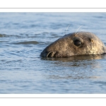 phoque gris (Halichoerus grypus)