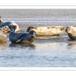 phoque veau-marin, ou phoque commun (Phoca vitulina)