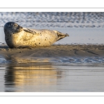 phoque veau-marin, ou phoque commun (Phoca vitulina)