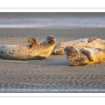 phoque veau-marin, ou phoque commun (Phoca vitulina)