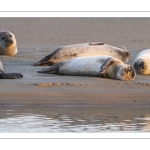 phoque veau-marin, ou phoque commun (Phoca vitulina)