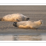 phoque veau-marin, ou phoque commun (Phoca vitulina)