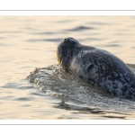 phoque veau-marin, ou phoque commun (Phoca vitulina)