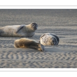 phoque veau-marin, ou phoque commun (Phoca vitulina)