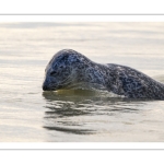 phoque veau-marin, ou phoque commun (Phoca vitulina)