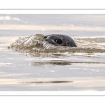 phoque veau-marin, ou phoque commun (Phoca vitulina)