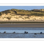 phoque veau-marin, ou phoque commun (Phoca vitulina)