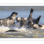 phoque veau-marin, ou phoque commun (Phoca vitulina)