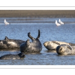 phoque veau-marin, ou phoque commun (Phoca vitulina)