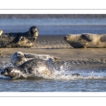 phoque veau-marin, ou phoque commun (Phoca vitulina)