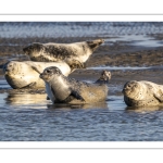 phoque veau-marin, ou phoque commun (Phoca vitulina)