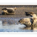 phoque veau-marin, ou phoque commun (Phoca vitulina)