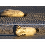 phoque veau-marin, ou phoque commun (Phoca vitulina)