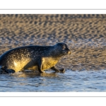 phoque veau-marin, ou phoque commun (Phoca vitulina)