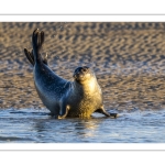 phoque veau-marin, ou phoque commun (Phoca vitulina)