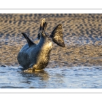 phoque veau-marin, ou phoque commun (Phoca vitulina)