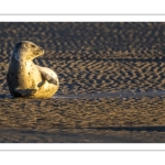 phoque veau-marin, ou phoque commun (Phoca vitulina)