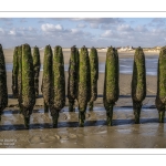 Bouchots (mytiliculture) sur la plage de Quend