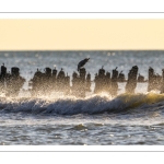 Fin de journée à Quend-Plage