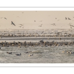 Multitude d'oiseaux marins sur la plage