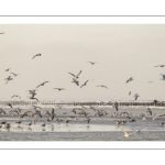 Multitude d'oiseaux marins sur la plage