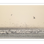 Multitude d'oiseaux marins sur la plage