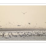 Multitude d'oiseaux marins sur la plage