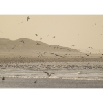 Multitude d'oiseaux marins sur la plage