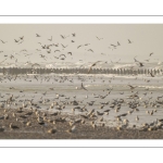 Multitude d'oiseaux marins sur la plage