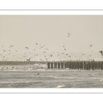 Multitude d'oiseaux marins sur la plage