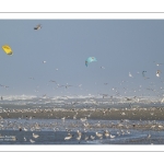 Multitude d'oiseaux marins sur la plage