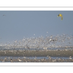 Multitude d'oiseaux marins sur la plage