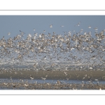 Multitude d'oiseaux marins sur la plage