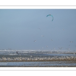 Multitude d'oiseaux marins sur la plage