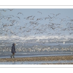 Multitude d'oiseaux marins sur la plage