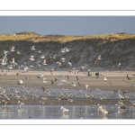 Multitude d'oiseaux marins sur la plage