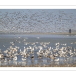 Multitude d'oiseaux marins sur la plage