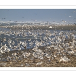 Multitude d'oiseaux marins sur la plage